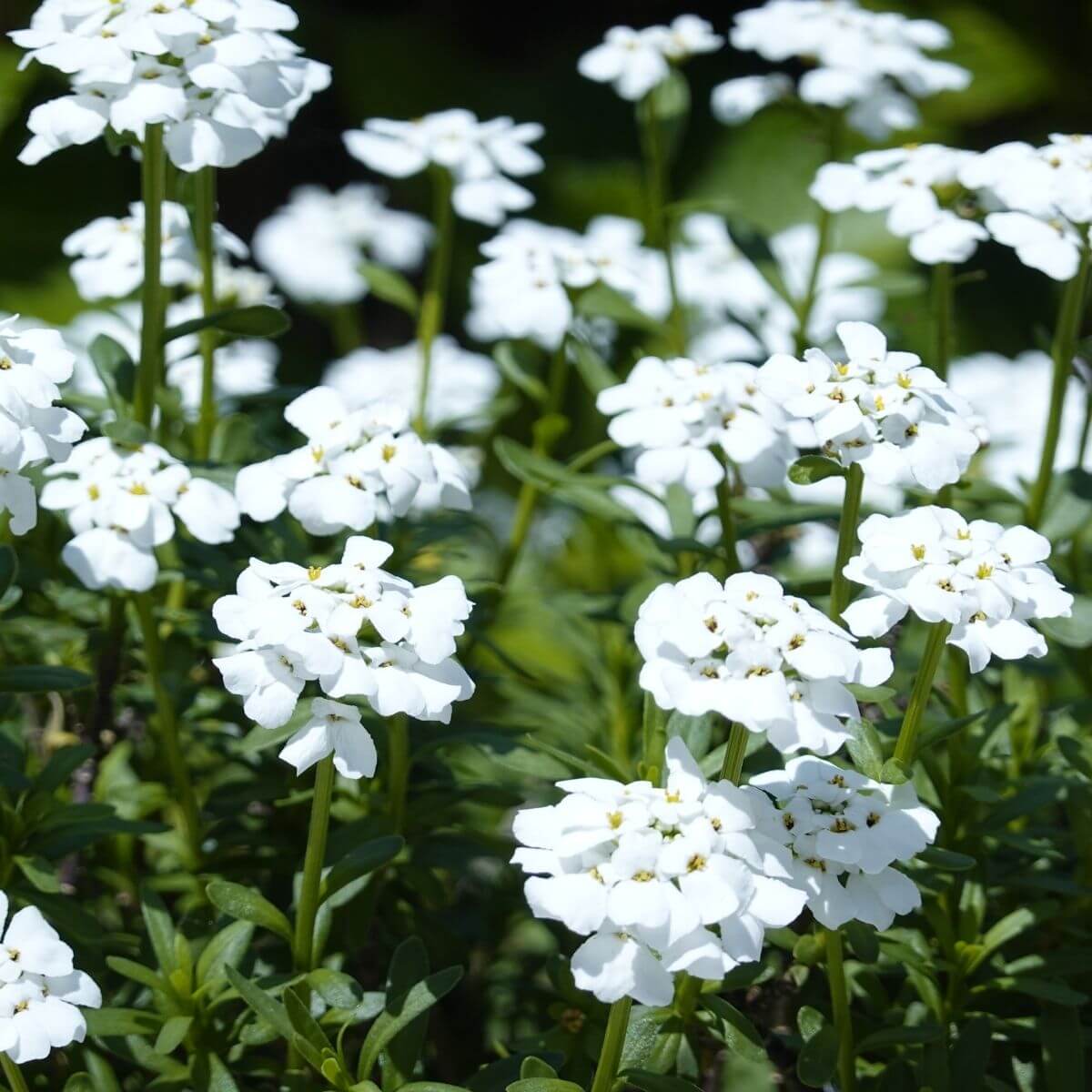 White Candytuft flowers in the garden.