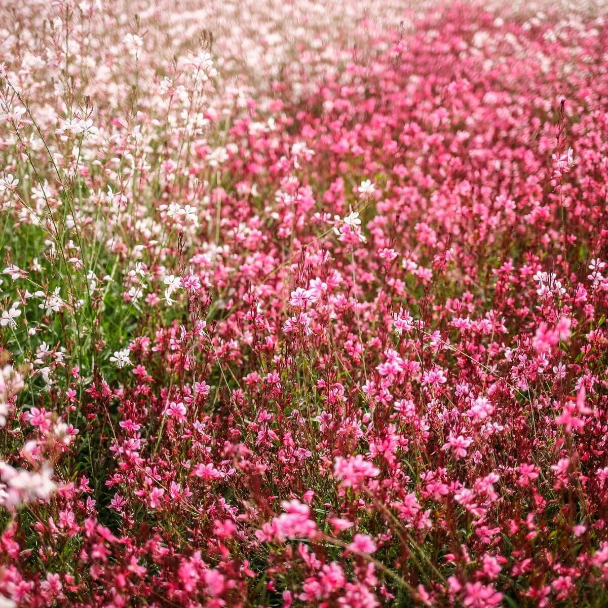 Gaura flower field.