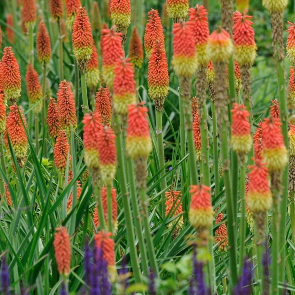 23 Sun-Loving Perennials Every Garden Needs - Gardening