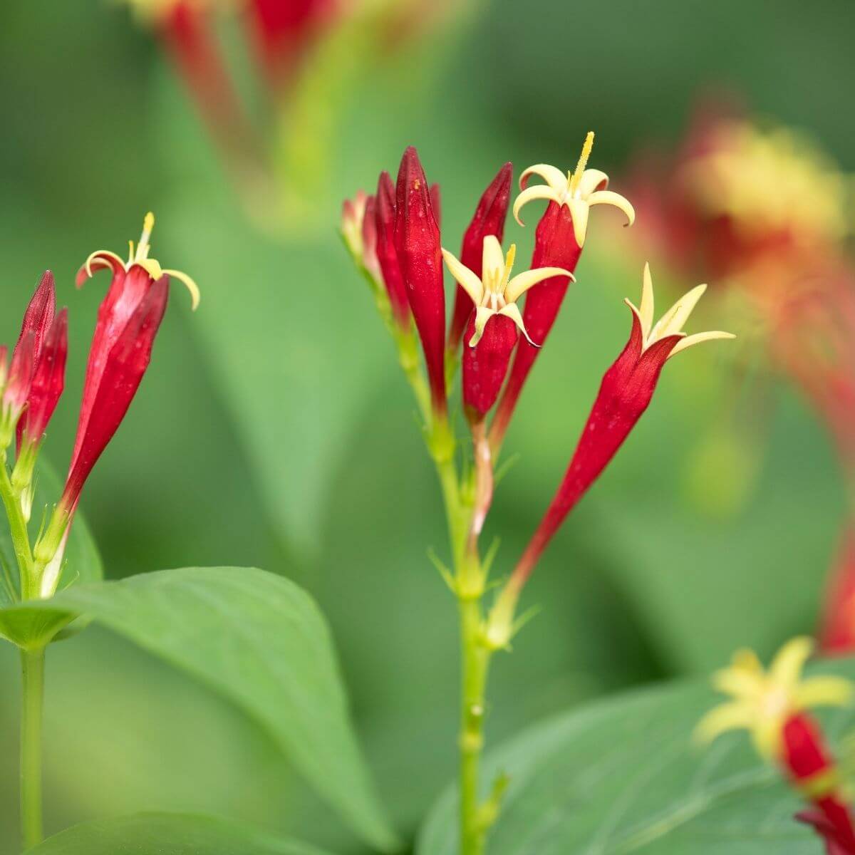 Indian Pink flowering.