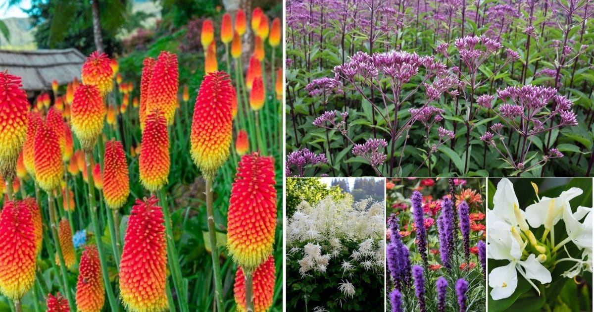 14 Tall Perennials To Make Your Garden Stand Out - Gardening