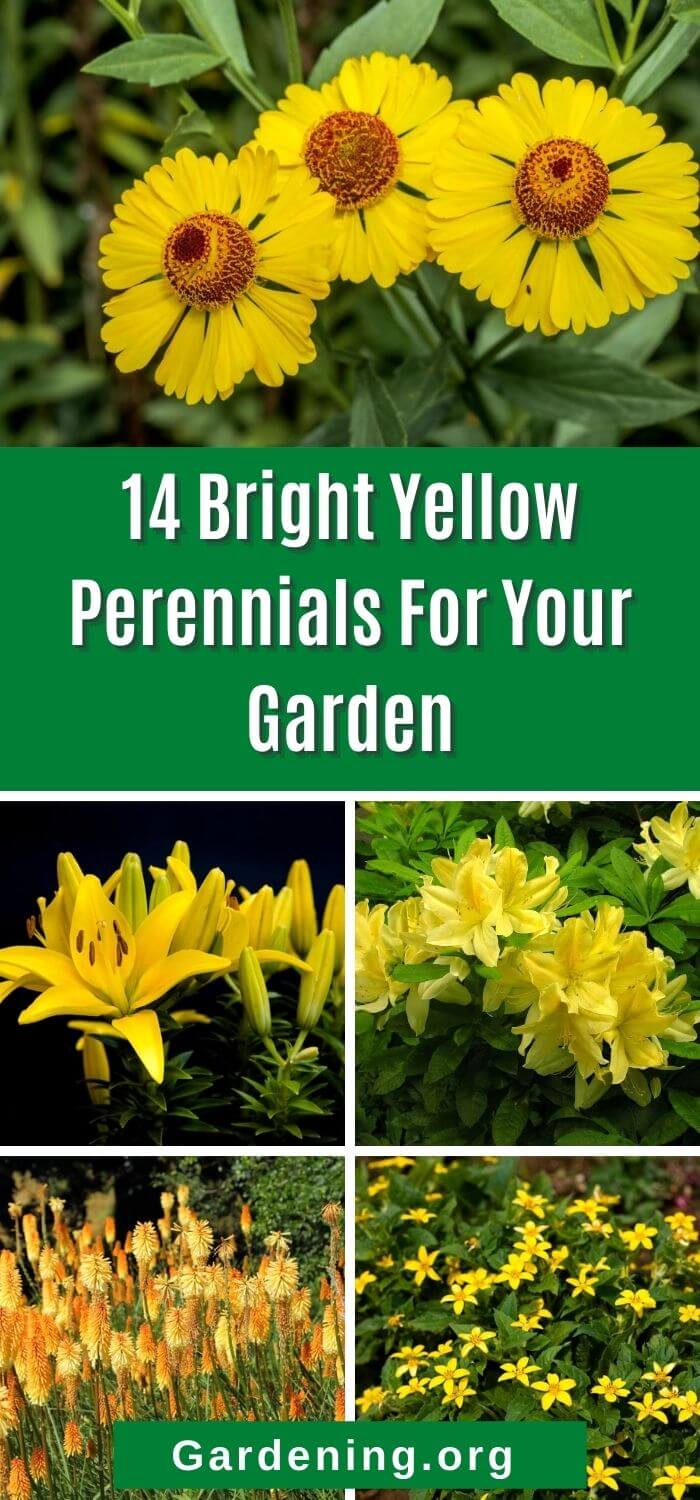15 Bright Yellow Perennials to Brighten up Your Garden Gardening