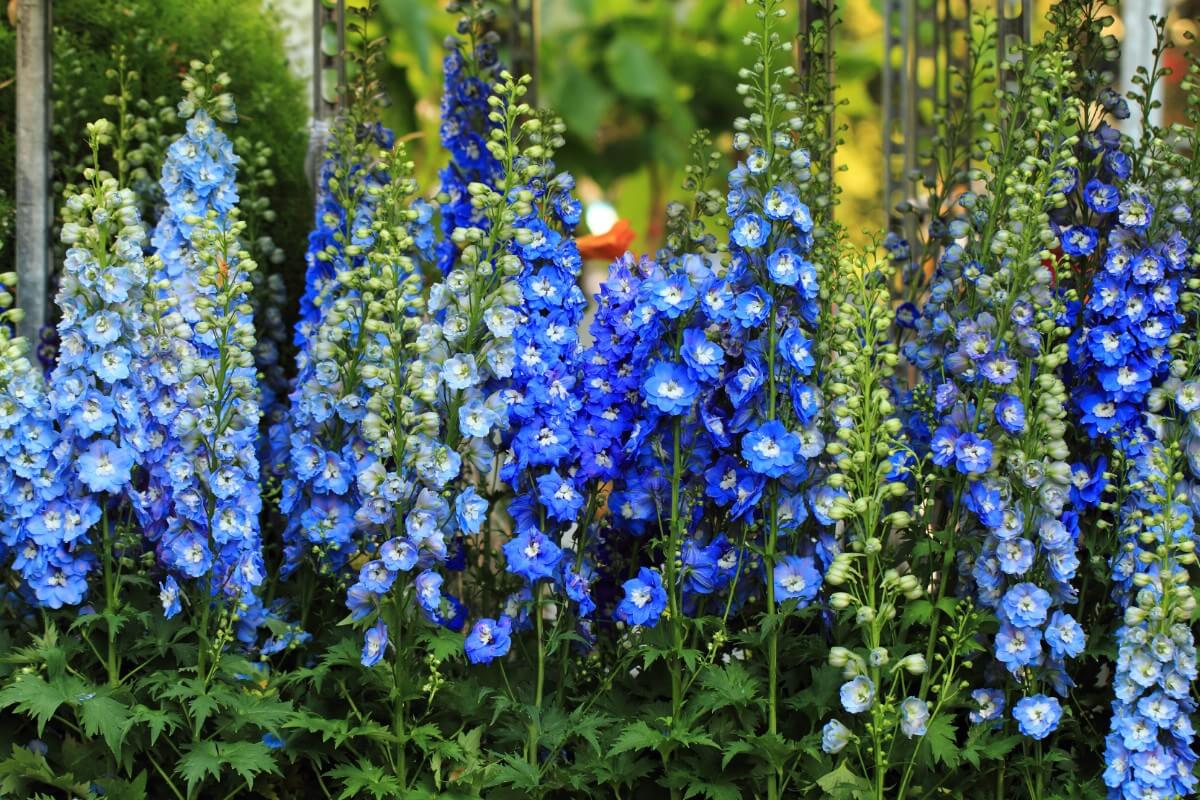 tall spikes of blue delphinium