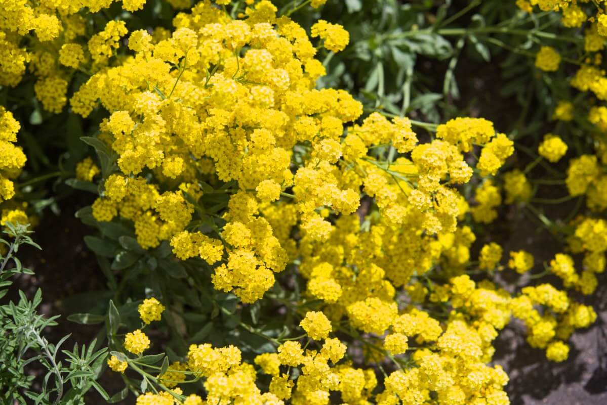 basket of gold flowering perennial