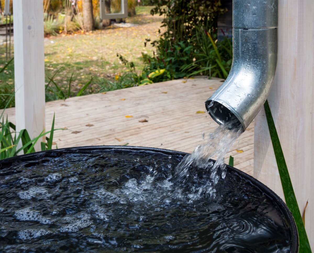 downspout emptying into rainwater collection barrel