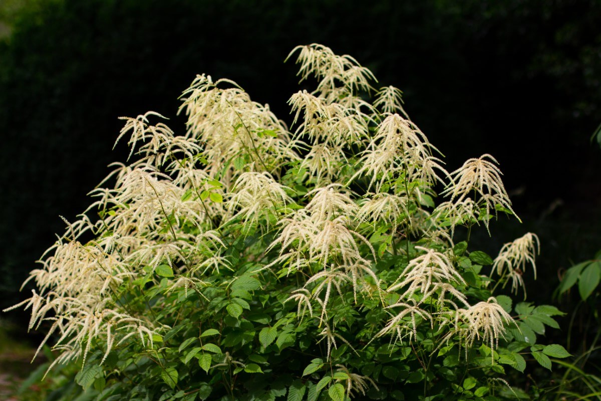 flowering goat's beard bush