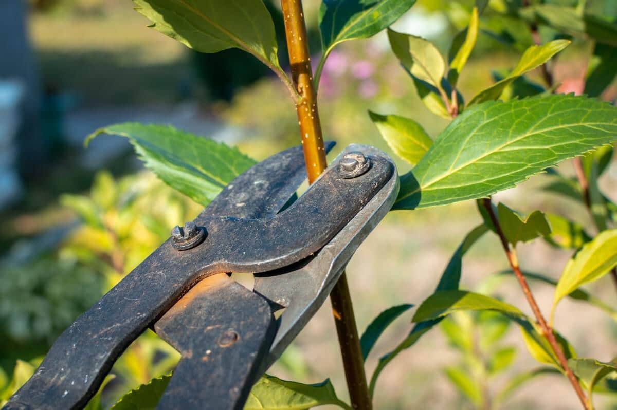 Pruning shears pruning fruit tree