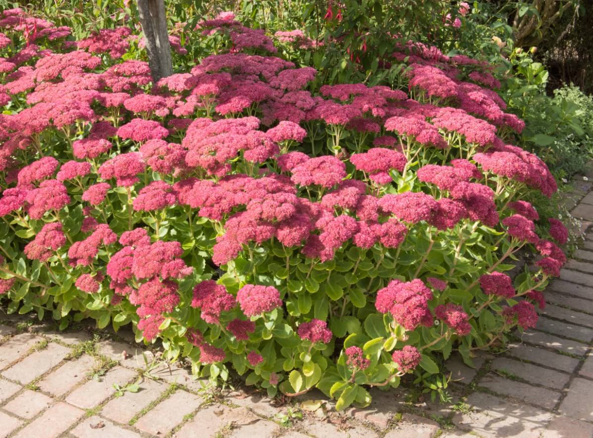 Stonecrop or autumn joy corner bush in the garden