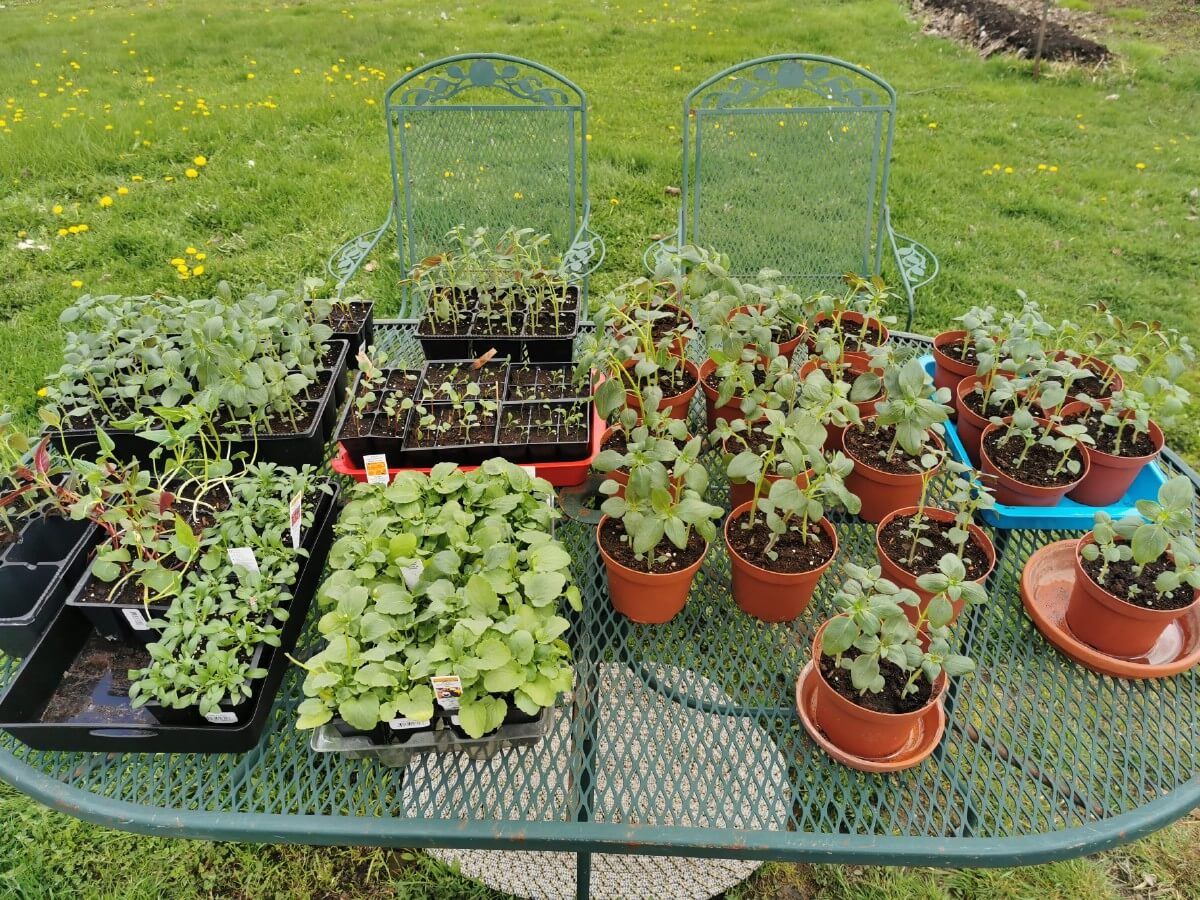 seedlings in pots and packs on table