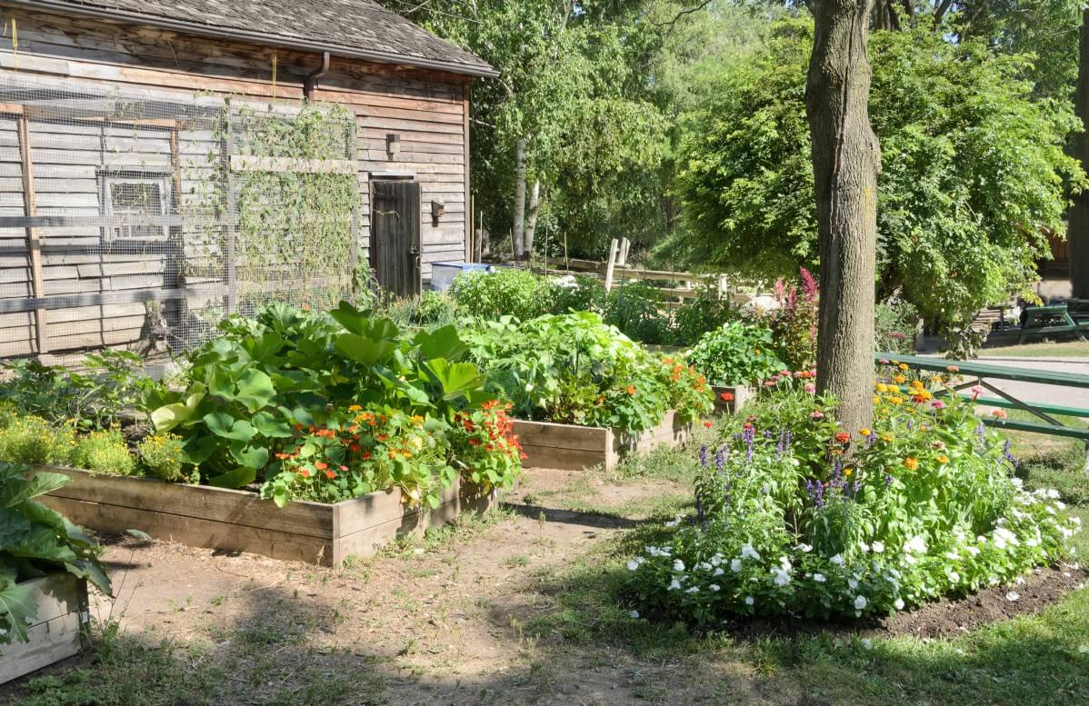 raised garden beds next to building