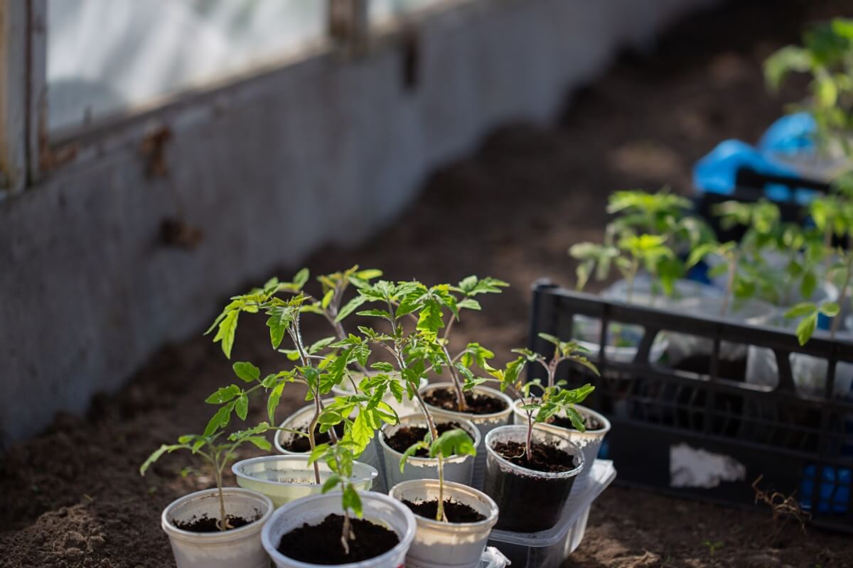 tomato plants in plastic cups