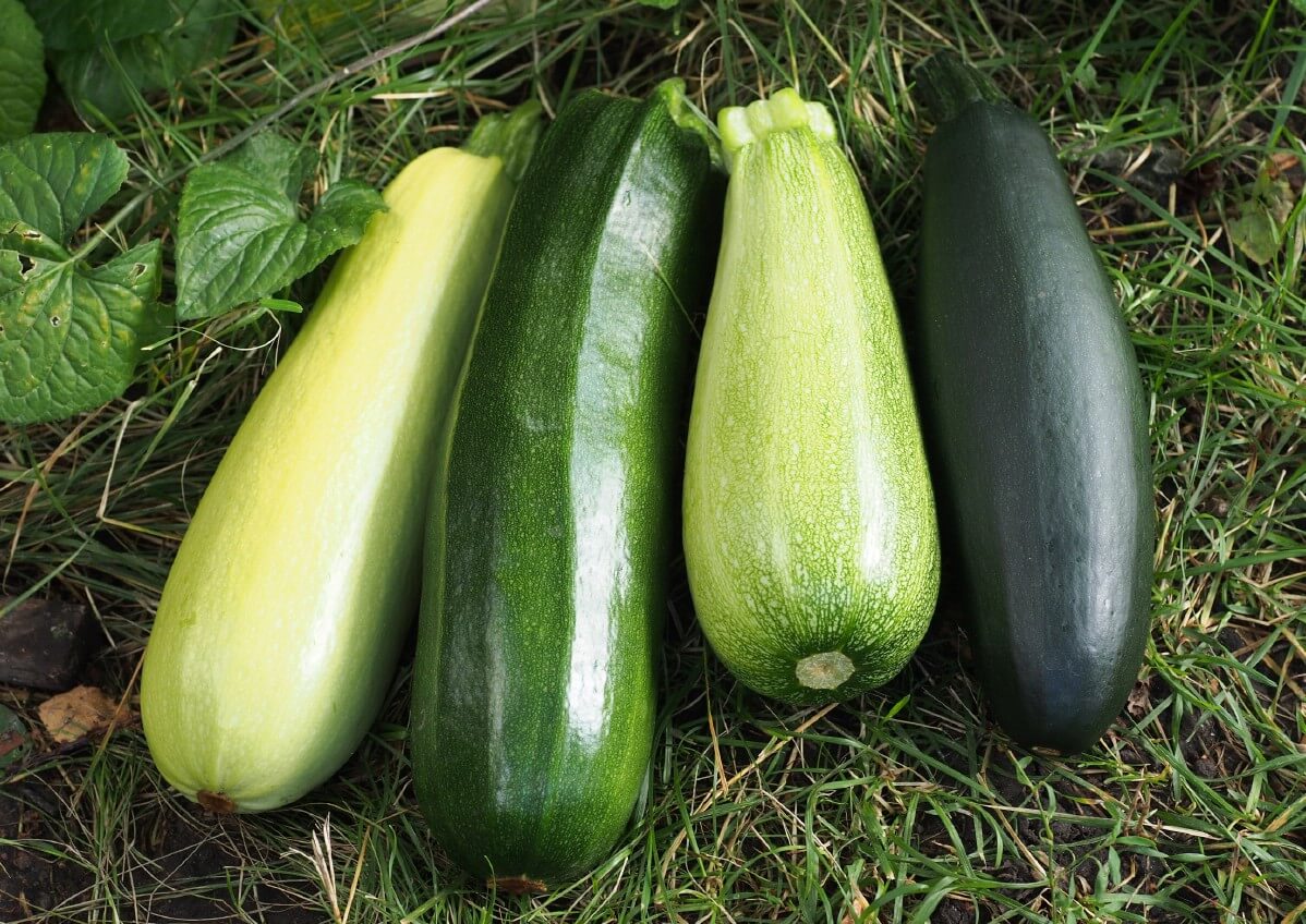 Different varieties of zucchinis