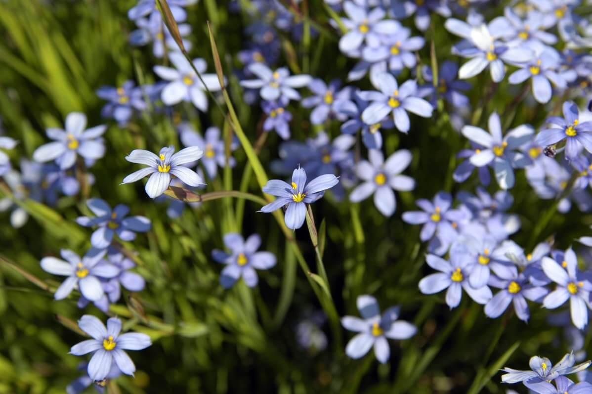 blue eyed grass flowers 