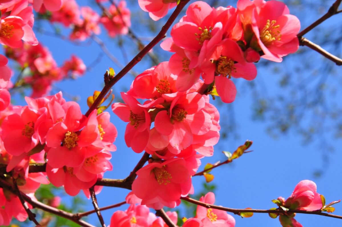 bright pink flowering quince in bloom