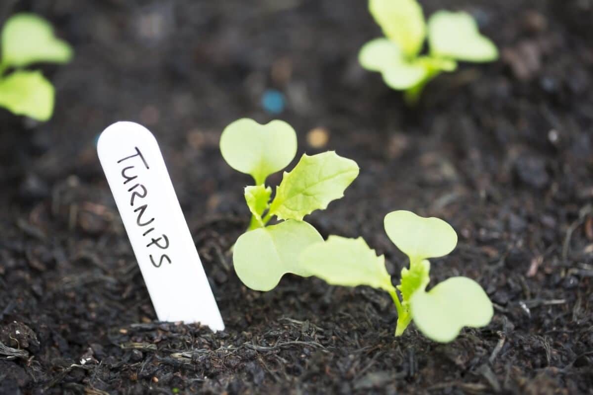 turnip label beside turnip plants