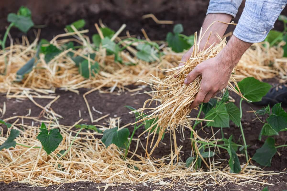 spreading straw mulch around garden plants