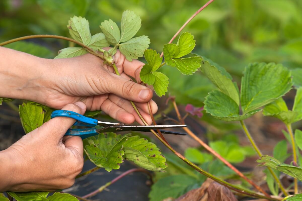 Cut Strawberry Shoots