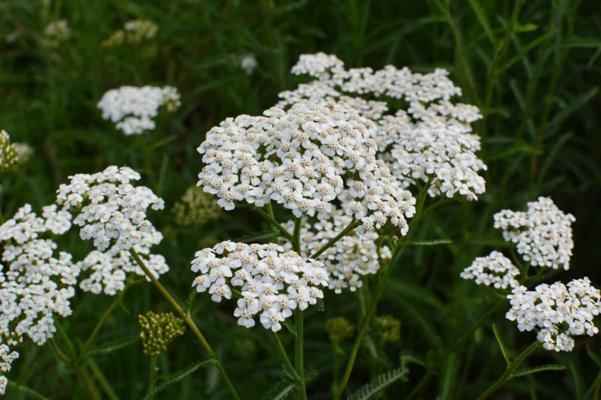 white yarrow flowers