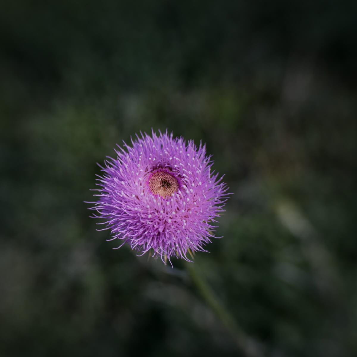 single spiky purple flower bloom