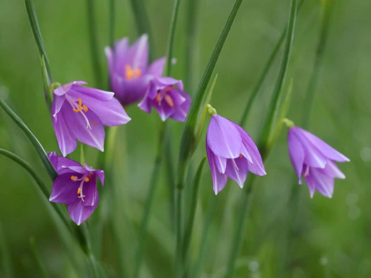 pretty purple bell-like Grass Widow flowers