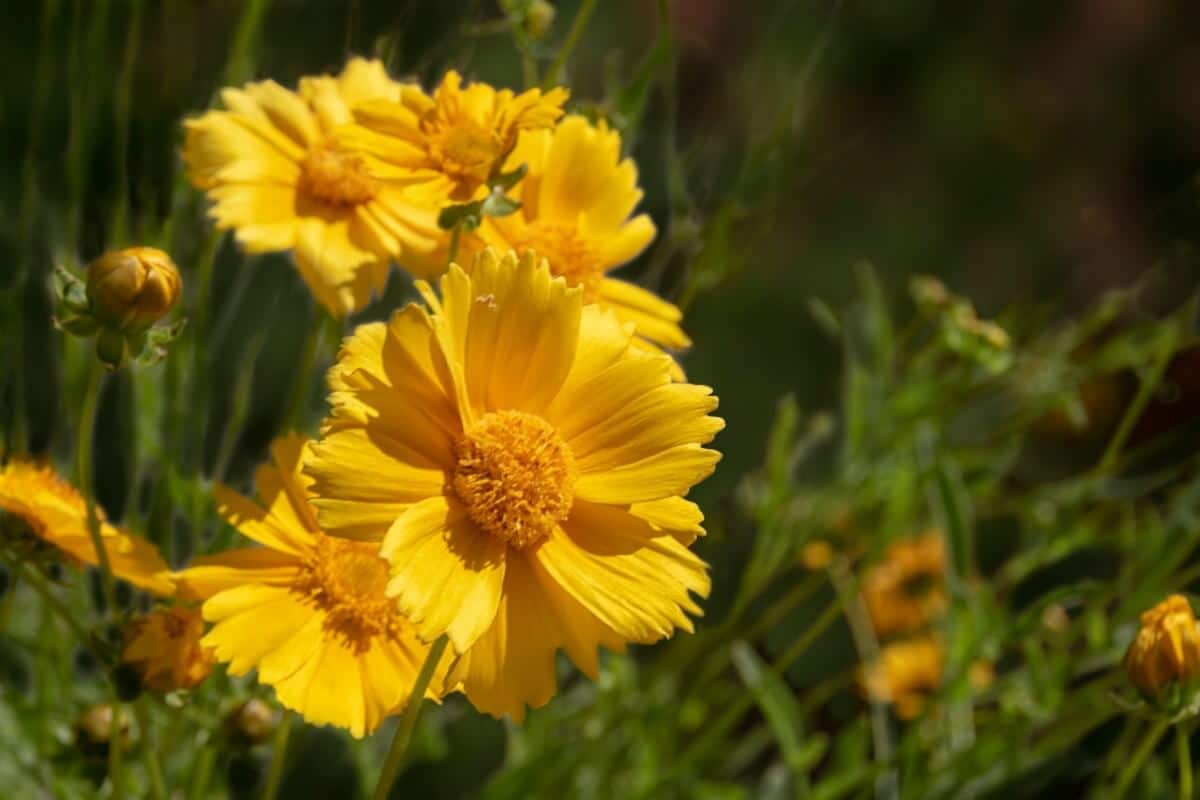 bright yellow desert marigold bloom