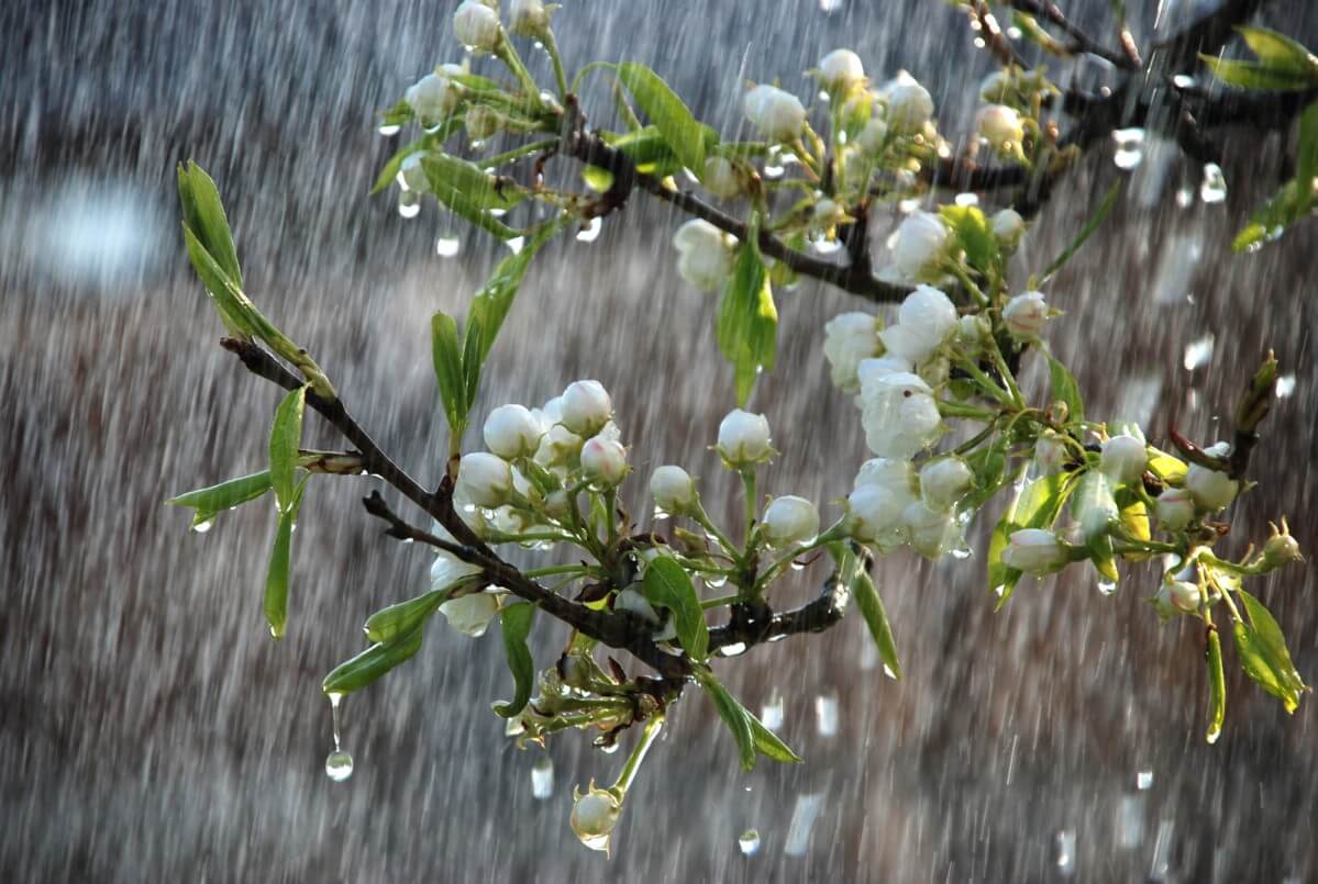 blossoming fruit tree in the rain
