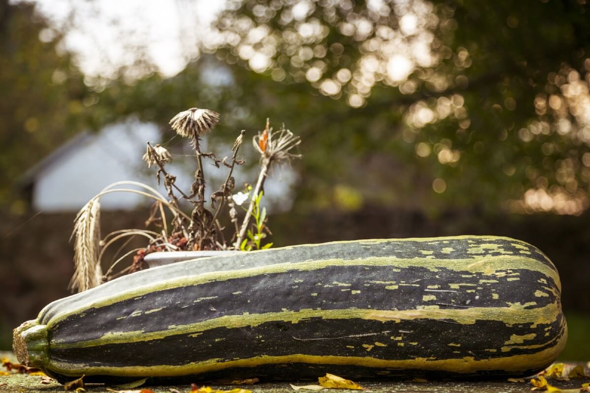 Harvesting Zucchini