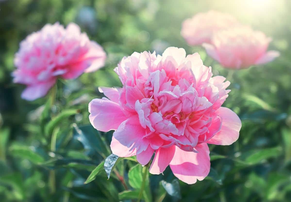 pink peony in bloom