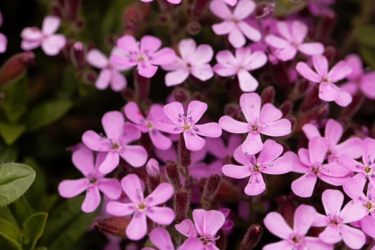 five-petaled purple soapwort flowers