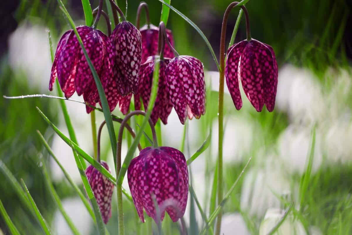 purple and white checkered lily flowers