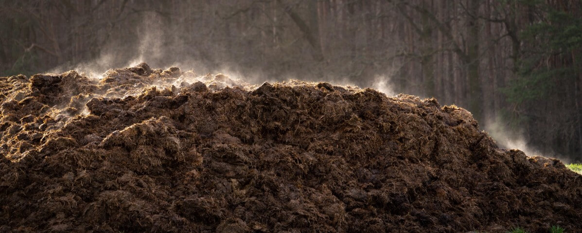 pile of steaming manure