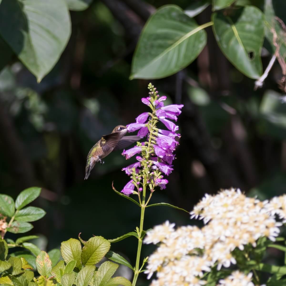 hummingbird visiting purple flower