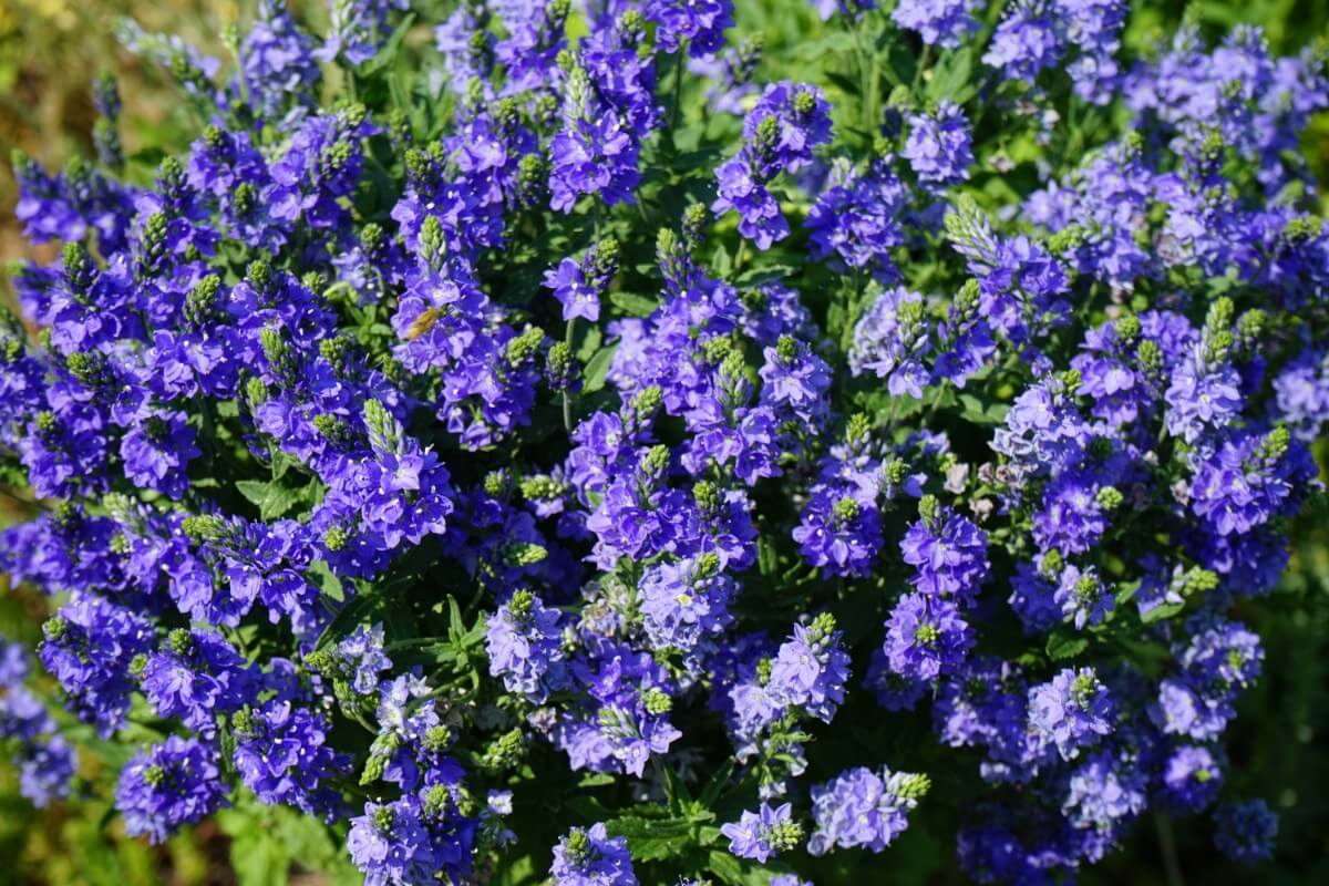 dense periwinkle carpet of Woolly Speedwell flowers