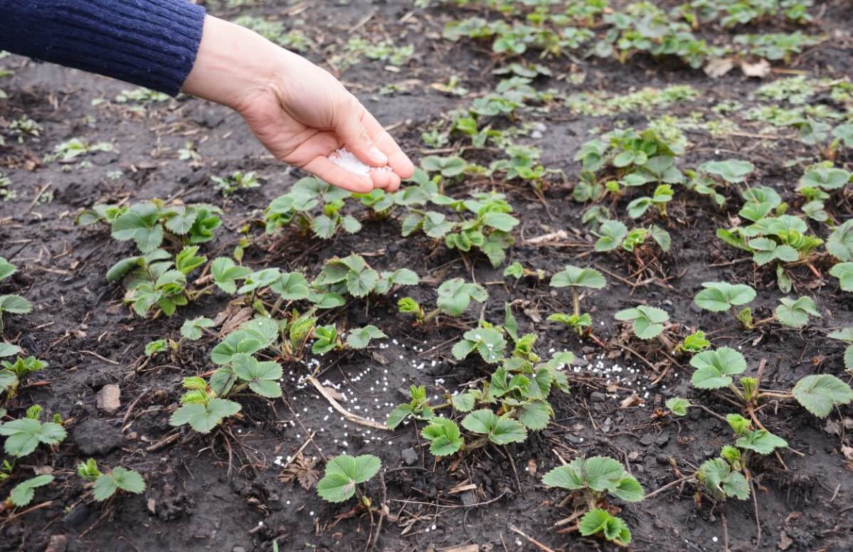 Over fertilizing Strawberry plants