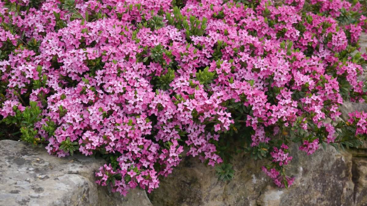 purple flower evergreen