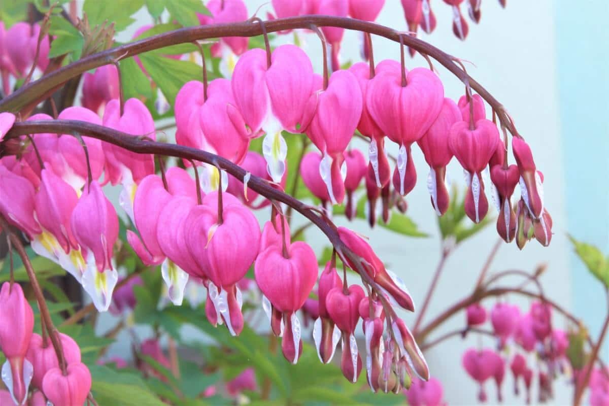 branches of bleeding heart flowers