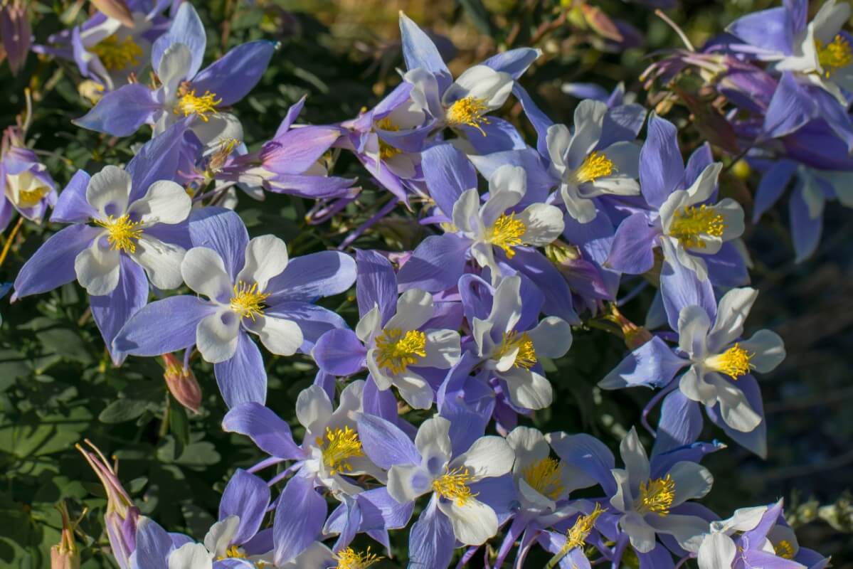 white and blue Rocky Mountain Columbine plant