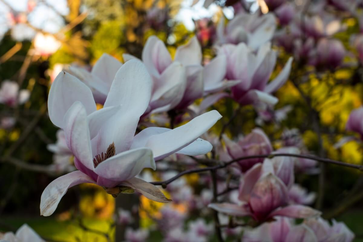 blooming sweetbay magnolia tree