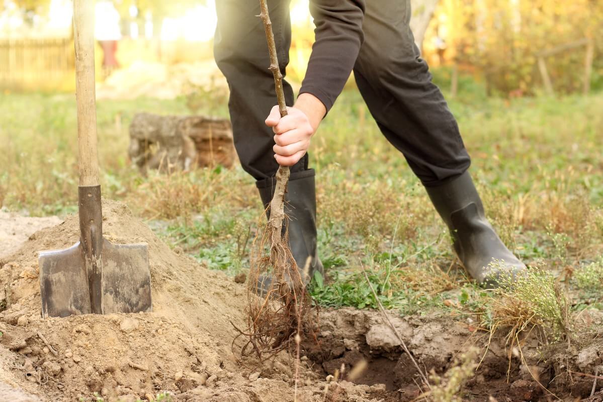 planting bare root fruit tree