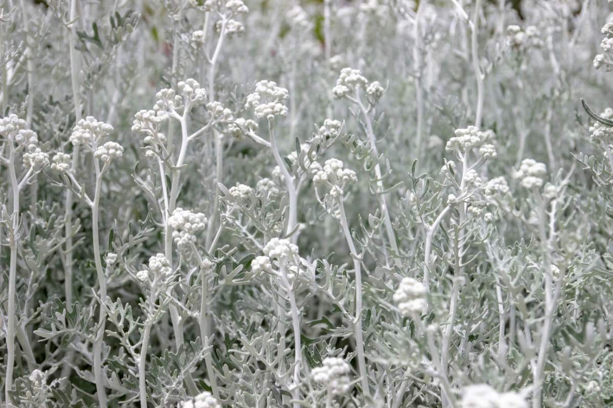 stand of dusty miller plant