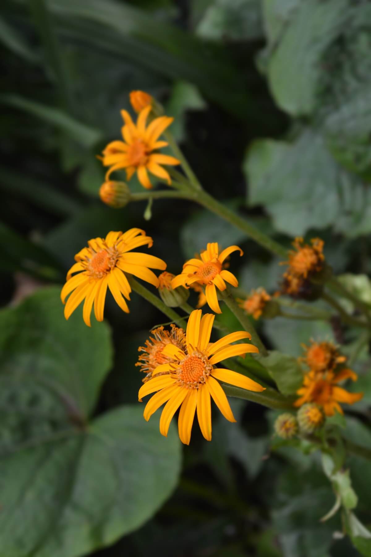 leopard plant bloom