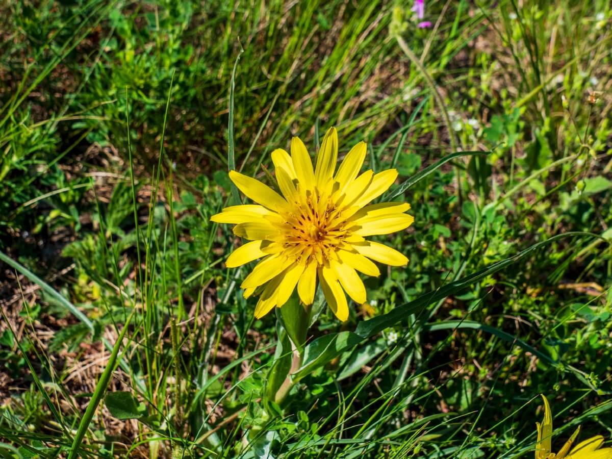 yellow goatsbeard plant blossom