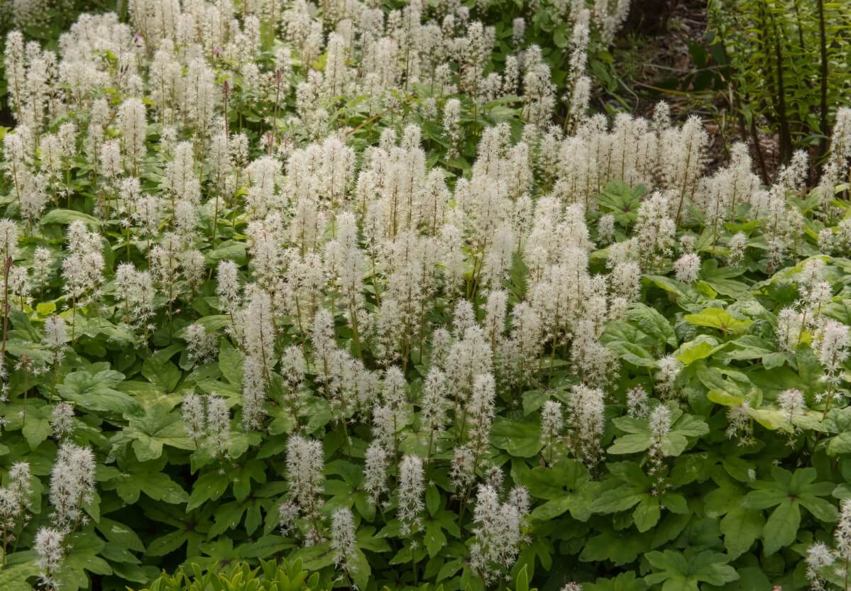 foamflower in landscape planting