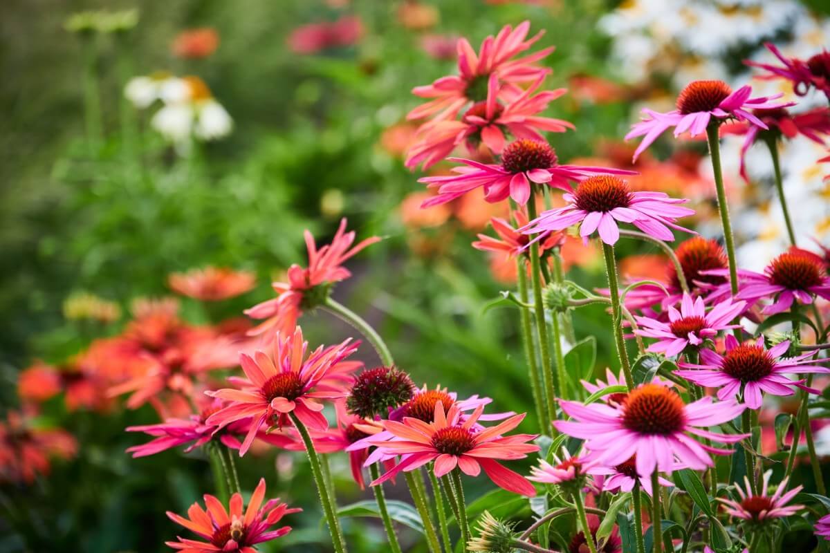 coneflowers in bloom coral and pink