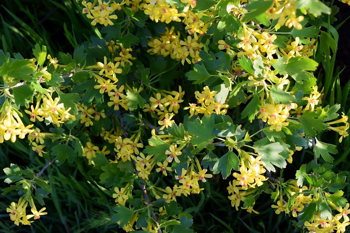 clove currant bush in bloom