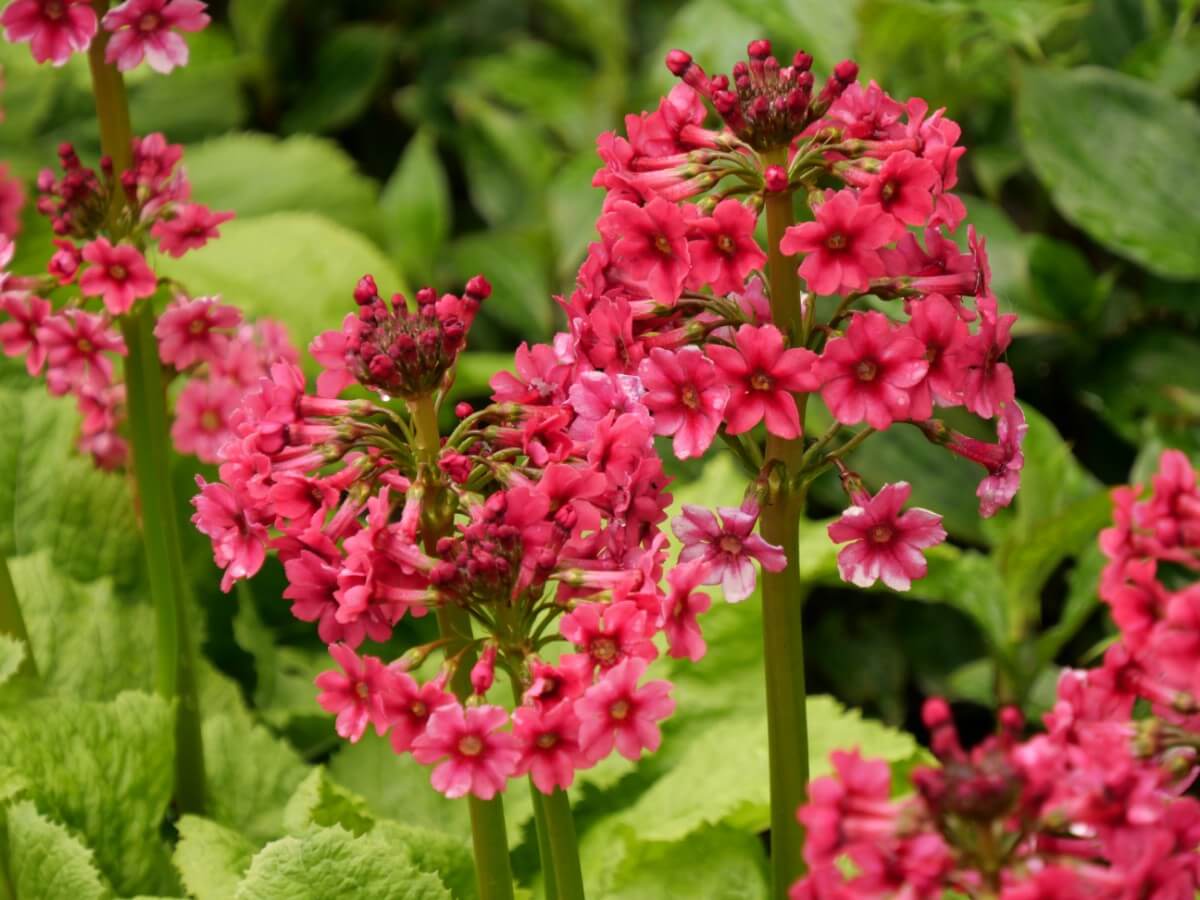 pink Japanese Primrose blossoms