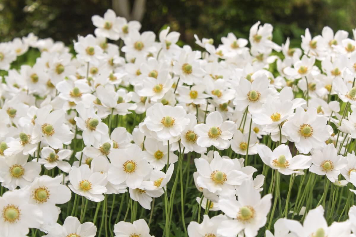 Japanese Anemone close up flowers