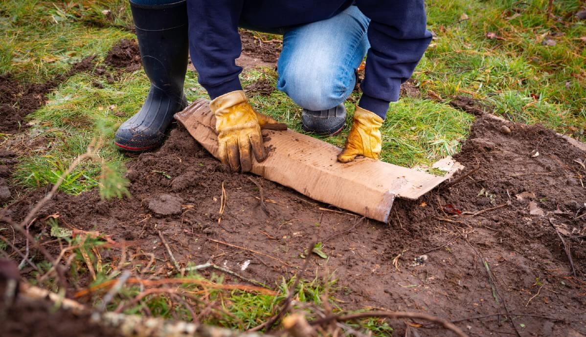 cardboard used as weed barrier