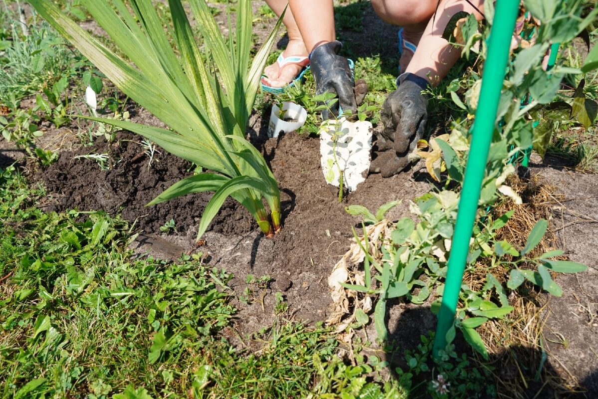 transplanting seedling with trowel