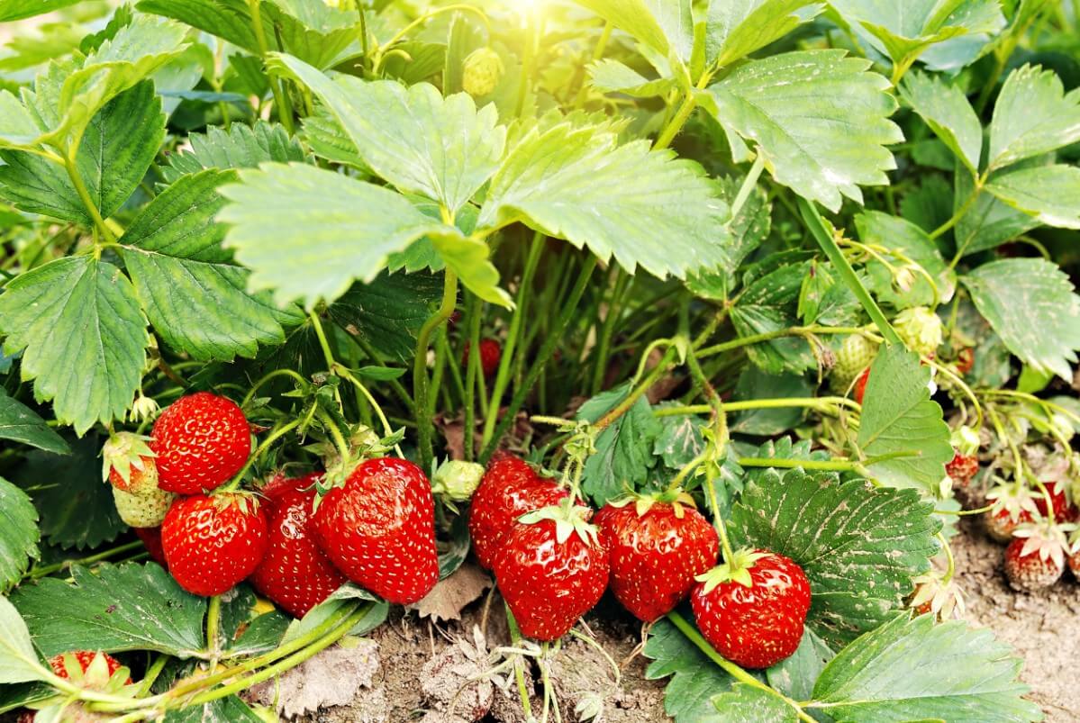Bountiful Strawberry Harvest